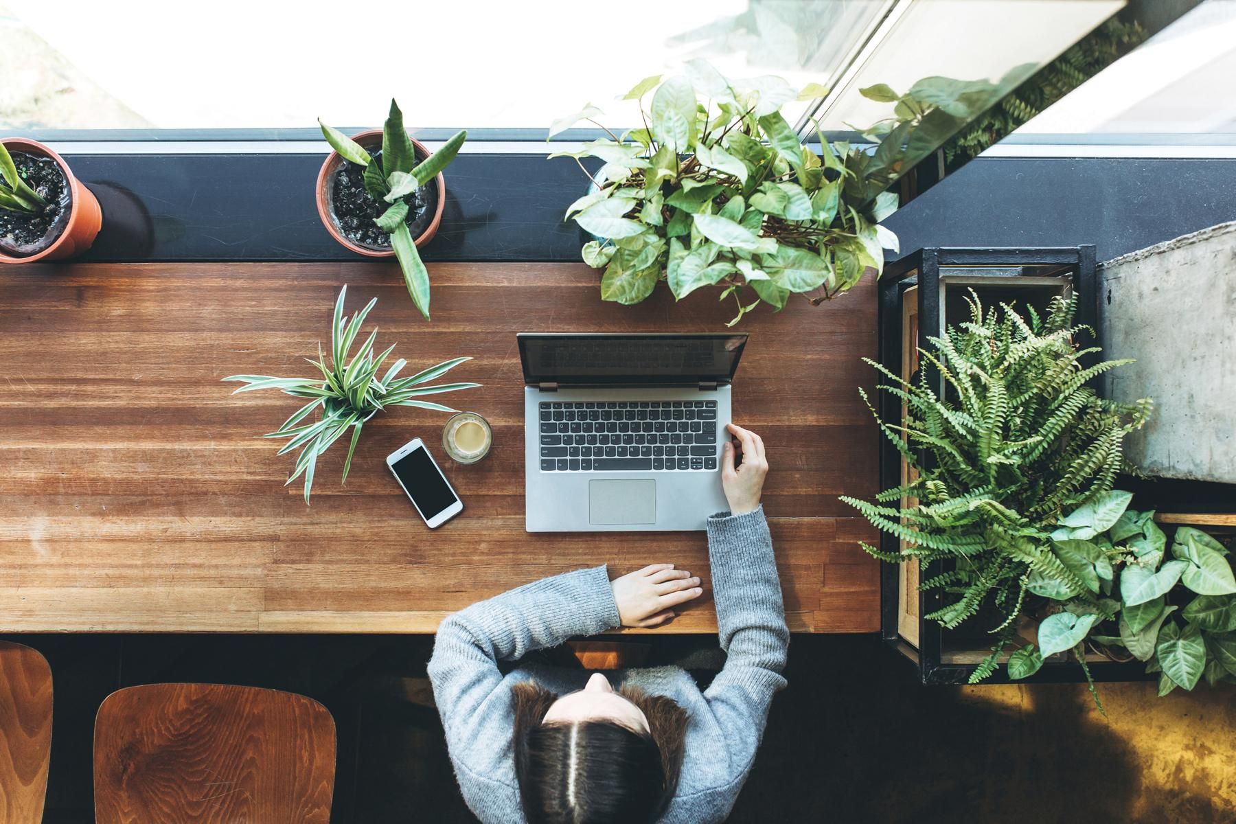 Overhead view of a person working on a laptop at a wooden desk surrounded by potted plants, with a phone and coffee.
